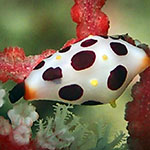 Primovula rosewateri